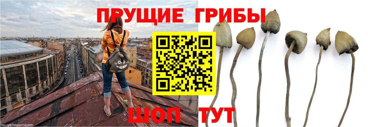 Псилоцибиновые грибы Psilocybe  Вход с VPN  Мелеуз 